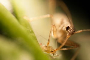 GUARDIANES DEL INVERNADERO